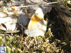 Kleines Wiesenvögelchen (Small Heath, Coenonympha pamphilus)