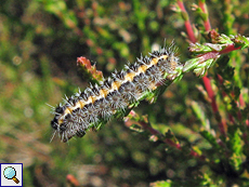 Unbestimmte Raupe Nr. 3 im Naturpark De Hamert