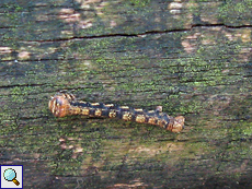 Unbestimmte Raupe Nr. 4 im Naturpark De Hamert