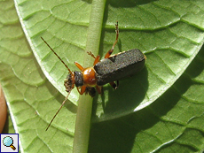 Rotschwarzer Weichkäfer (Soldier Beetle, Cantharis pellucida)