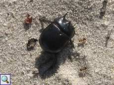 Männlicher Stierkäfer (Minotaur Beetle, Typhaeus typhoeus), Totfund