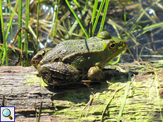 Teichfrosch (Edible Frog, Pelophylax esculentus)