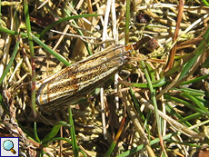 Zünsler (Tortrix Moth, Thisanotia chrysonuchella)