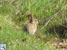 Wildkaninchen (European Rabbit, Oryctolagus cuniculus)