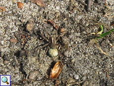 Wolfspinne (Wolf Spider, Pardosa sp.) mit Eikokon