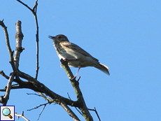 Baumpieper (Tree Pipit, Anthus trivialis)