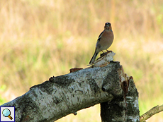 Männlicher Buchfink (Chaffinch, Fringilla coelebs)