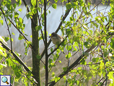 Dorngrasmücke (Whitethroat, Sylvia communis)