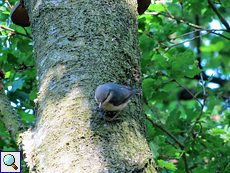 Kleiber (Eurasian Nuthatch, Sitta europaea)