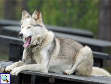 Einer der Huskys, die der Betreiberin der Birk Husky Pension gehören