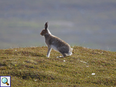 Schneehase (Lepus timidus)