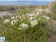 Echtes Löffelkraut (Cochlearia officinalis)