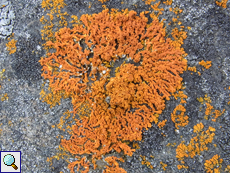 Zierliche Gelbflechte (Elegant Sunburst Lichen, Xanthoria elegans)