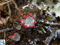 Echte Scharlachflechte (Red Pixie Cup Lichen, Cladonia coccifera)