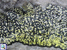 Landkartenflechte (Map Lichen, Rhizocarpon geographicum)