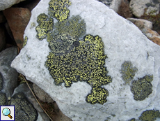 Landkartenflechte (Map Lichen, Rhizocarpon geographicum)