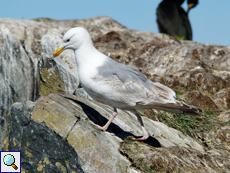 Silbermöwe (Larus argentatus)