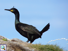 Die Seevögel auf Hornøya wie diese Krähenscharbe (Gulosus aristotelis) haben sehr flüssigen Kot, der mitunter auf Besucher hinabregnet