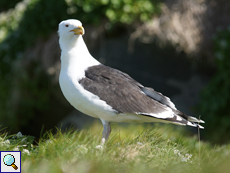 Mantelmöwe (Larus marinus)