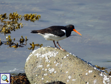 Austernfischer (Haematopus ostralegus) am felsigen Strand