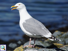 Silbermöwe (Larus argentatus)