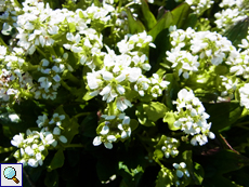 Echtes Löffelkraut (Cochlearia officinalis)