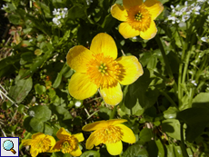 Sumpfdotterblume (Caltha palustris)