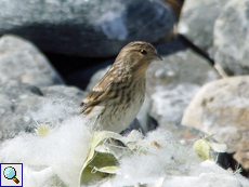 Berghänfling (Carduelis flavirostris)