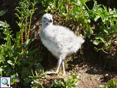 Junge Mantelmöwe (Larus marinus)