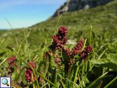 Wiesenampfer (Rumex acetosa)