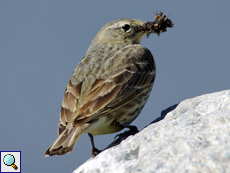 Strandpieper (Anthus petrosus)