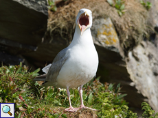 Silbermöwe (Larus argentatus)