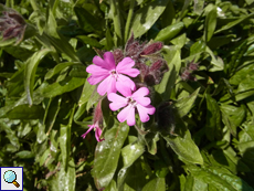 Rote Lichtnelke (Silene dioica)