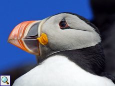 Papageitaucher (Fratercula arctica)