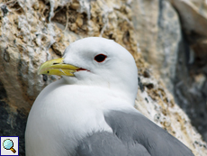 Dreizehenmöwe (Rissa tridactyla)