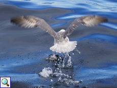 Eissturmvögel (Fulmarus glacialis) rennen beim Starten über das Wasser