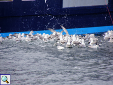 Eissturmvögel (Fulmarus glacialis) warten am Fischerboot auf Fischreste