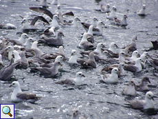 Versammlung der Eissturmvögel (Fulmarus glacialis)