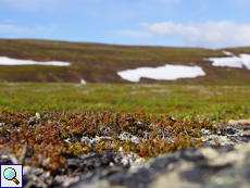 Die Vegetation ist im Umland von Komagvær meist nur wenige Zentimeter hoch
