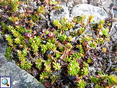 Die Schwarze Krähenbeere (Empetrum nigrum) ist allgegenwärtig