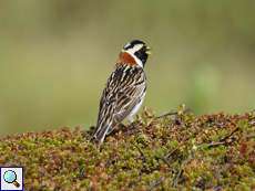 Männliche Spornammer (Calcarius lapponicus)