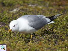 Sturmmöwe (Larus canus)