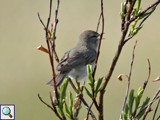 In der Gegend weit verbreitet: der Fitis (Phylloscopus trochilus)