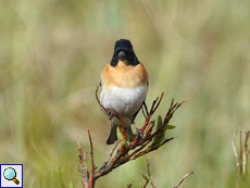 Männlicher Bergfink (Fringilla montifringilla)