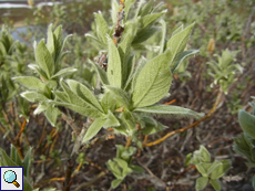 Die Woll-Weide (Salix lanata) trägt ihren Namen, weil ihre jungen Blätter wollig behaart sind