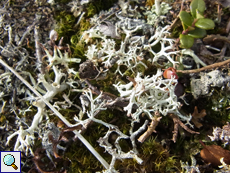 Echte Rentierflechte (Cladonia rangiferina)