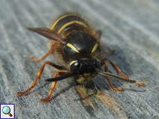 Norwegische Wespe (Dolichovespula norwegica) kaut an einem Geländer Holz für den Nestbau