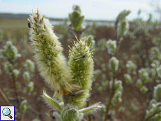 Auf den Blüten der Woll-Weiden (Salix lanata) tummeln sich kleine Insekten