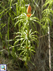 Wald-Schachtelhalm (Wood Horsetail, Equisetum sylvaticum)