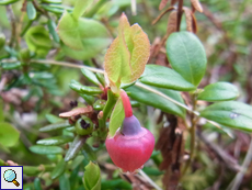 Heidelbeere (Bilberry, Vaccinium myrtillus)
